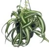 Bonnie Curly Spider Plant - Easy To Grow - Cleans The Air - 6" Hanging Basket
