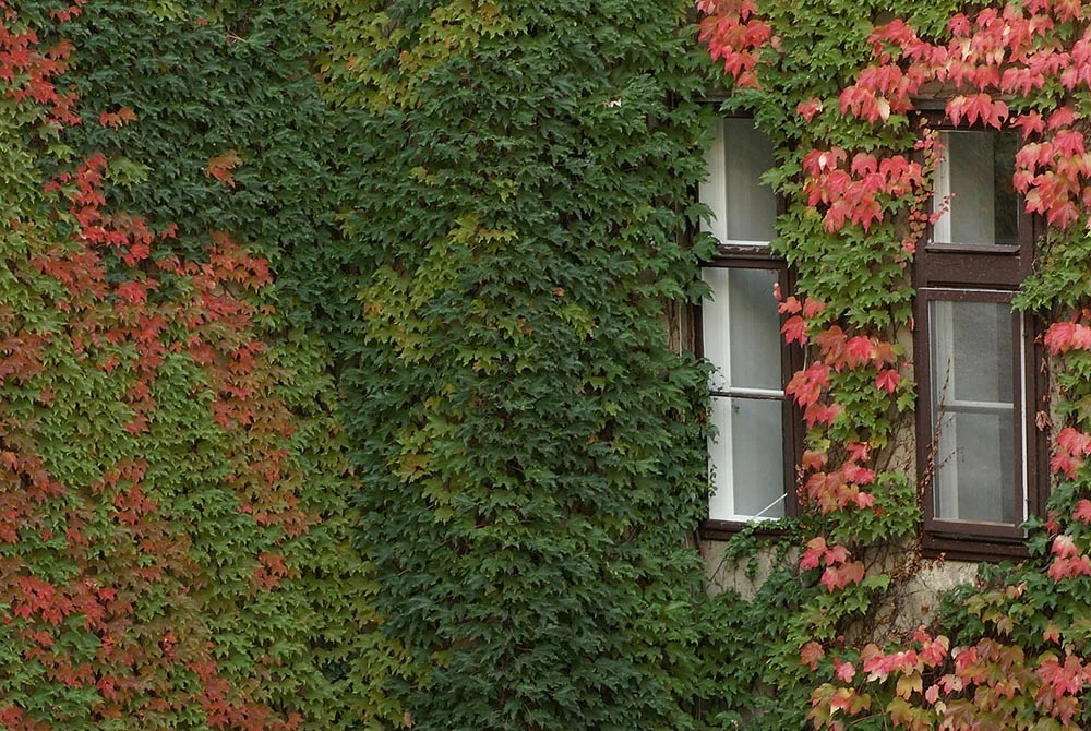 Boston Ivy Plant - Parthenocissus Ticuspidata Veitchii - 2.5" Pot - Image 2