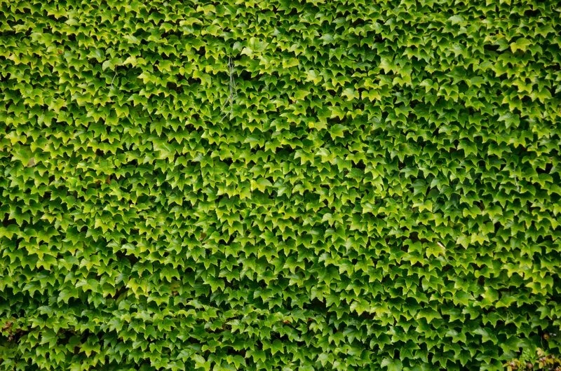 Boston Ivy Plant - Parthenocissus Ticuspidata Veitchii - 2.5" Pot - Image 4