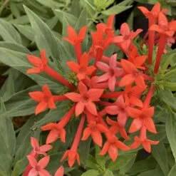 Estrellita- Little Star™- Firecracker Bush - Bouvardia - Proven Winners - 4" Pot