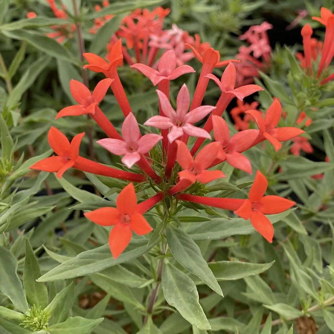 Estrellita- Little Starâ„¢- Firecracker Bush - Bouvardia - Proven Winners - 4" Pot - Image 2