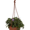 Boysenberry Delight Cape Primrose Plant - Streptocarpella - 6" Hanging Basket