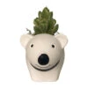 Cozy Bear Planter With Variegated Bear Paw Succulent Plant -3" X 5.75" X 3.75"