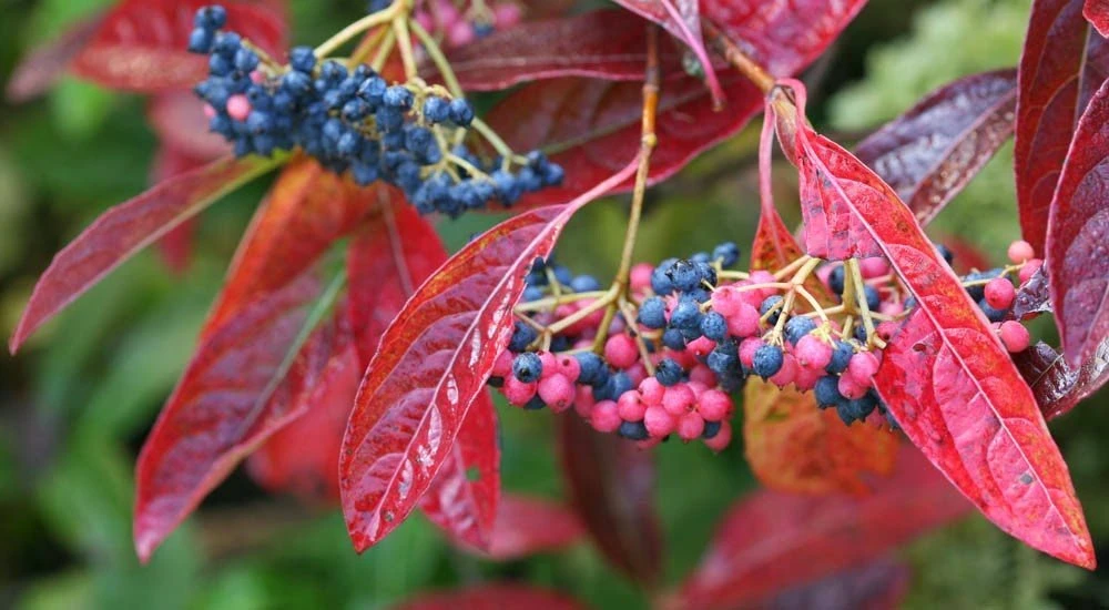 Brandywineâ„¢ Viburnum Shrub - Beautiful Berries/Hardy - Proven Winners - 4" Pot - Image 2