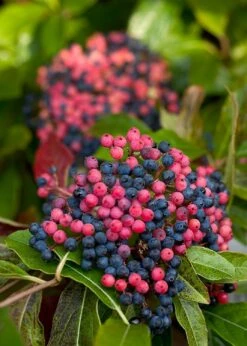 Brandywine™ Viburnum Shrub - Beautiful Berries/Hardy - Proven Winners - 4" Pot