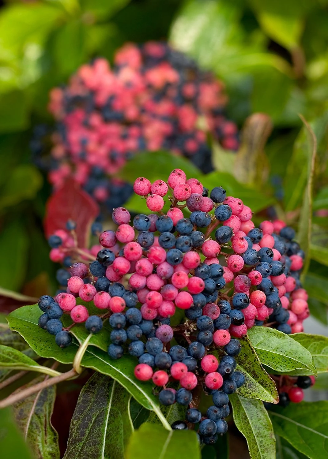 Brandywineâ„¢ Viburnum Shrub - Beautiful Berries/Hardy - Proven Winners - 4" Pot