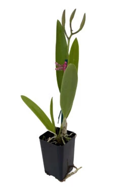 Brassavola Little Stars Orchid - Nodosa X Subulifolia - 2" Pot - Collector Orchids