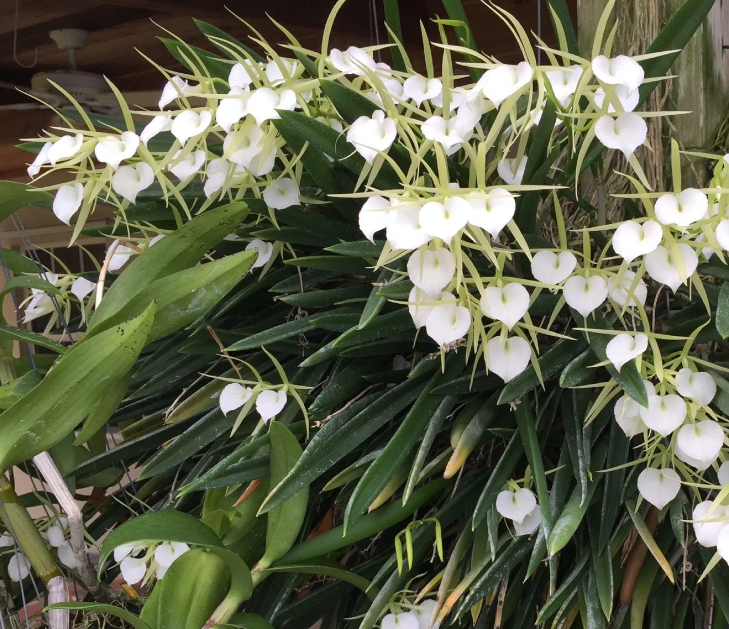 Brassavola Little Stars Orchid - Nodosa X Subulifolia - 2" Pot - Collector Orchids - Image 2