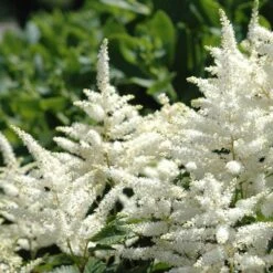 Bridal Veil Astilbe - Shade Perennial - False Spirea - Quart Pot