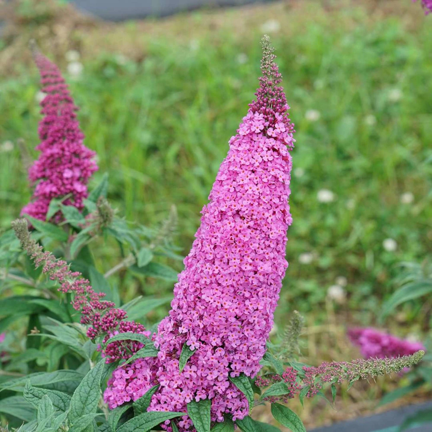 Pugster Pinkerâ„¢ Butterfly Bush - Buddleia - 4" Pot