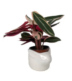 White Bunny Rabbit Ceramic Animal Pot - 6" X 4" - NEW