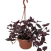 Burgundy Tradescantia - 6" Hanging Pot - Easy To Grow House Plant