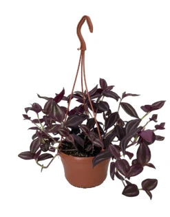 Burgundy Tradescantia - 6" Hanging Pot - Easy To Grow House Plant