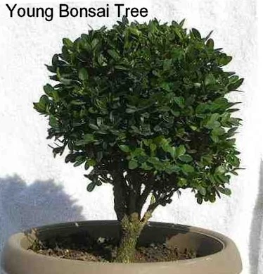 Winter Gem - Buxus - Grows In Sun Or Shade - 4" Pot - Image 5