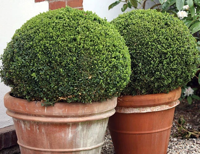 SPRINTER® Boxwood - Buxus - Grows In Sun Or Shade - Proven Winners - 4" Pot - Image 2