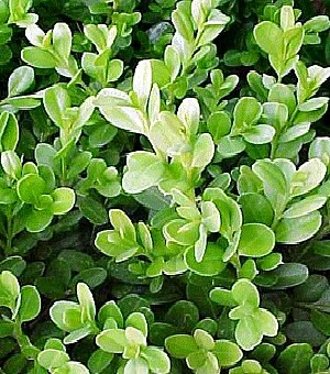 Winter Gem - Buxus - Grows In Sun Or Shade - 4" Pot - Image 2