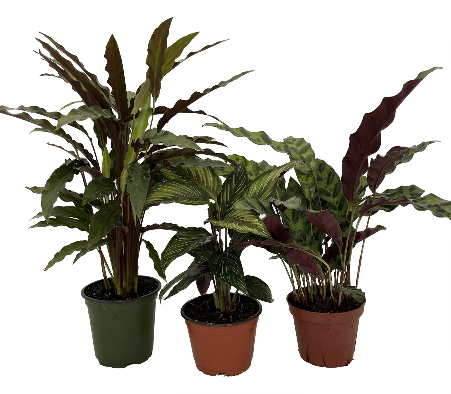 Calathea Assortment - 3 Pack In 4" Pots