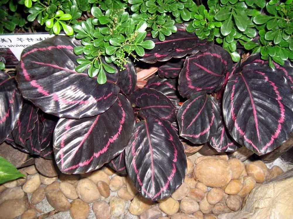 Dottie Rose Painted Prayer Plant - Calathea Roseopicta 'Dottie' - Easy - 4" Pot - Image 3