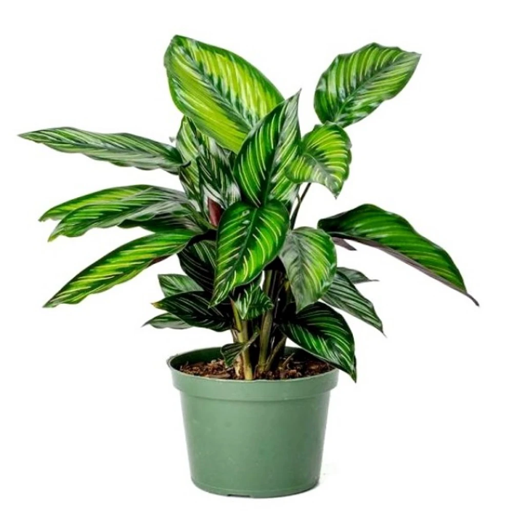 Beauty Star Peacock Plant - Calathea - Easy House Plant - 4" Pot - Image 3
