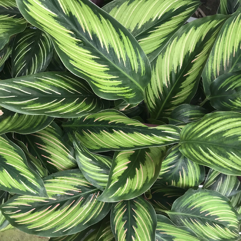 Beauty Star Peacock Plant - Calathea - Easy House Plant - 4" Pot - Image 2