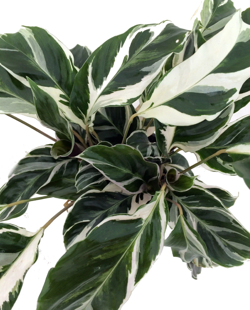 Fusion White Peacock Plant - Calathea - Easy House Plant - 4" Pot - Image 2
