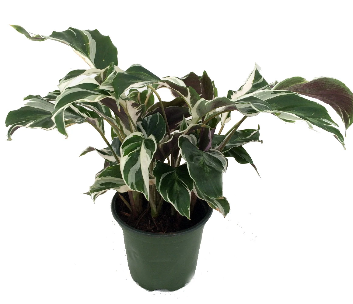 Fusion White Peacock Plant - Calathea - Easy House Plant - 4" Pot
