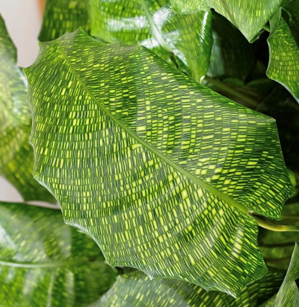 Rare Mosaic Prayer Plant - Network Calathea - Calathea Mosaicca - 4" Pot - Image 3