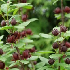 Simply Scentsational® Sweetshrub - Calycanthus - Proven Winners - 4" Pot
