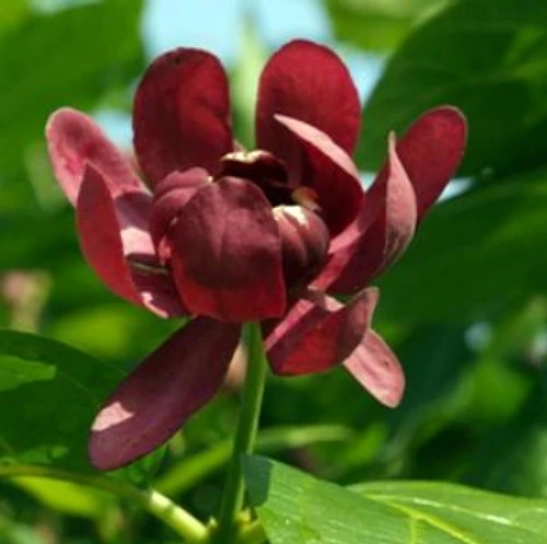 Calycanthus Aphrodite PPAF- Sweetshrub - Fragrant - Proven Winners - 4" Pot - Image 4