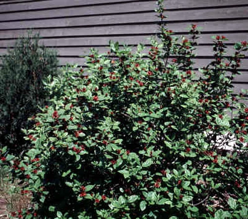 Calycanthus Aphrodite PPAF- Sweetshrub - Fragrant - Proven Winners - 4" Pot - Image 3