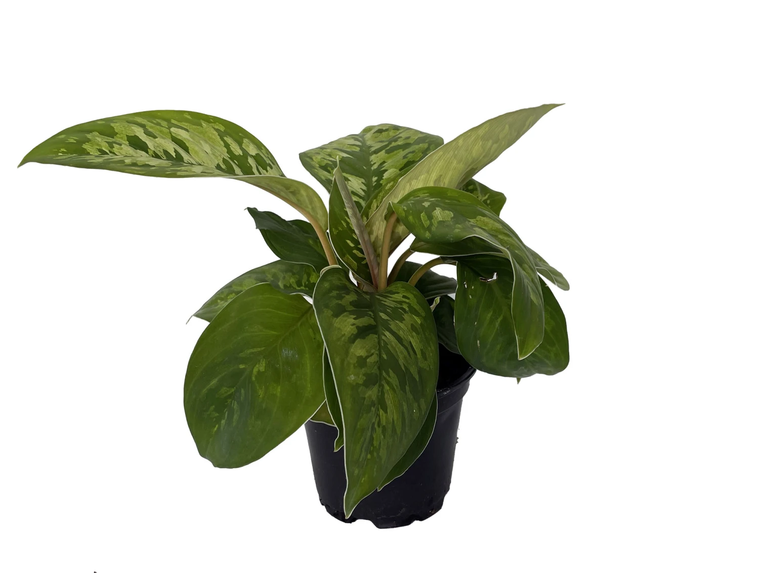 Camouflage Queen Of Hearts Plant - Homalomena Wallisii - 4" Pot - Image 2
