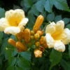 Yellow Trumpet Vine Plant - Campsis Radicans - Flava - 2.5" Pot