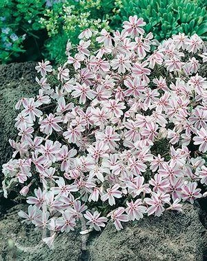 Candy Stripe Creeping Phlox Perennial - Gallon Pot - Image 2