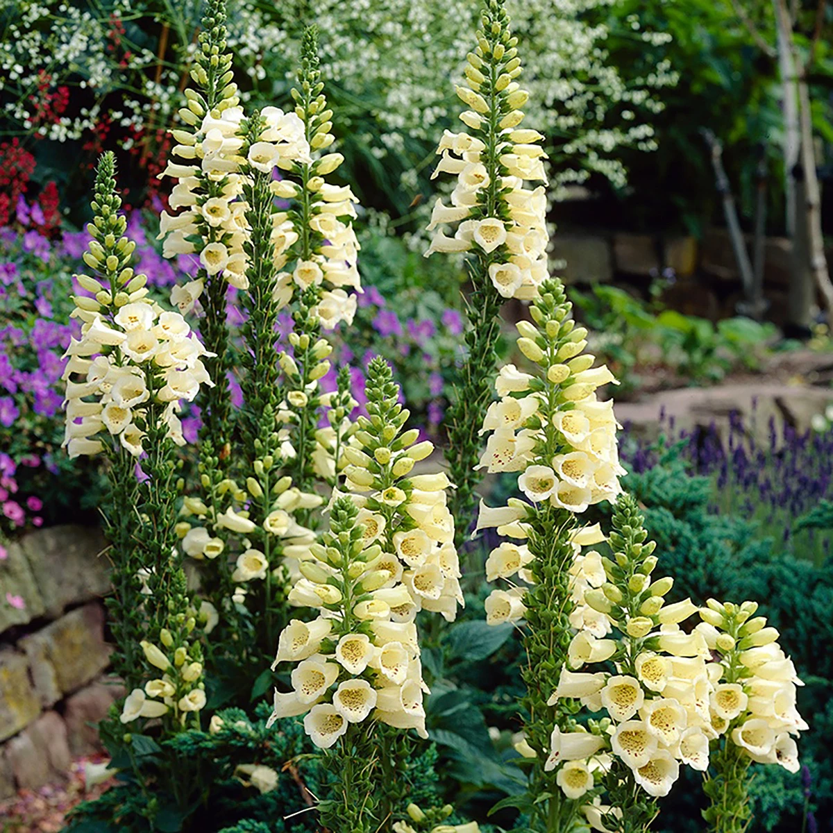 Carillon Dwarf Foxglove - Digitalis - Hardy Perennial Plant - Quart Pot - Image 2