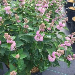 BEYOND PINK’D™ Bluebeard - Caryopteris - 4" Pot -Proven Winners