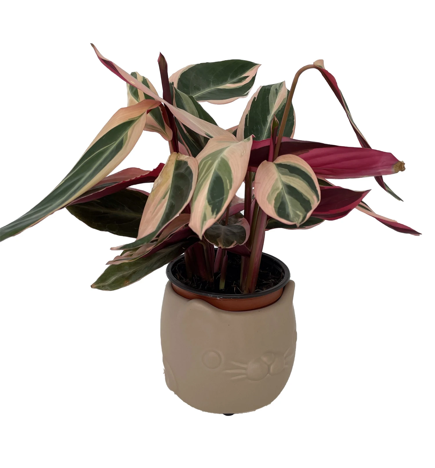 Tan Cat Ceramic Animal Pot - 6" X 4" - NEW - Image 3