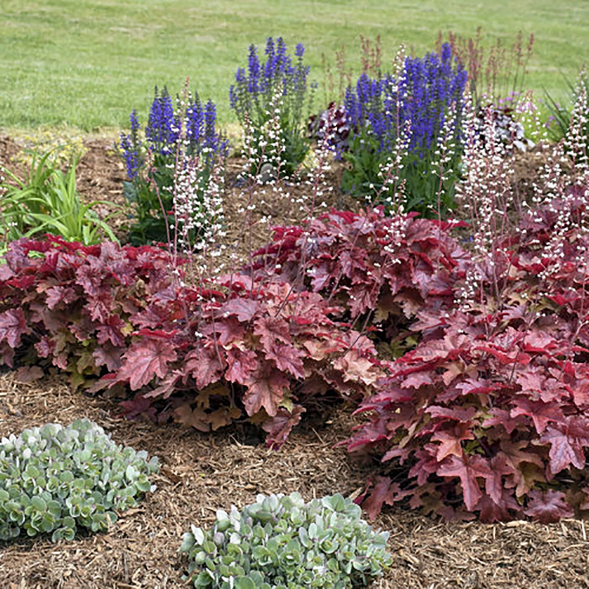 Fun And Games® Red Rover Heucherella - Foamy Bells - Gallon Pot - Shade Lover - Image 2