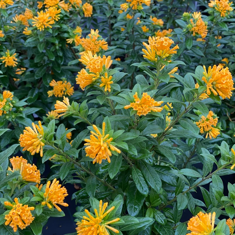 Juiced™ Orange Jessamine - Cestrum Corymbosum - Proven Winners - 4" Pot - Image 2