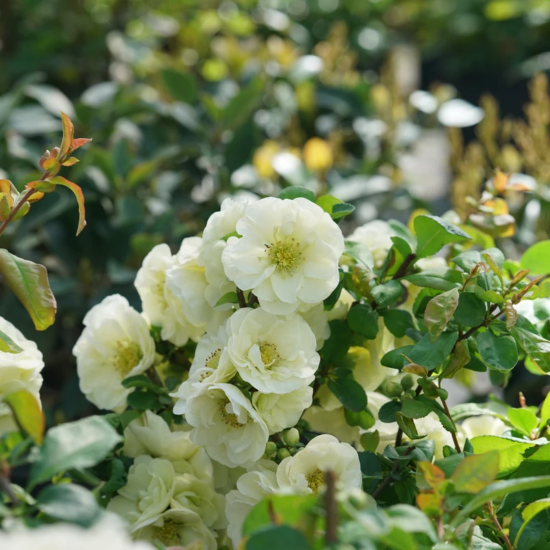 Double Take Eternal Whiteâ„¢ - Flowering Quince - Proven Winners - 4" Pot - Image 2