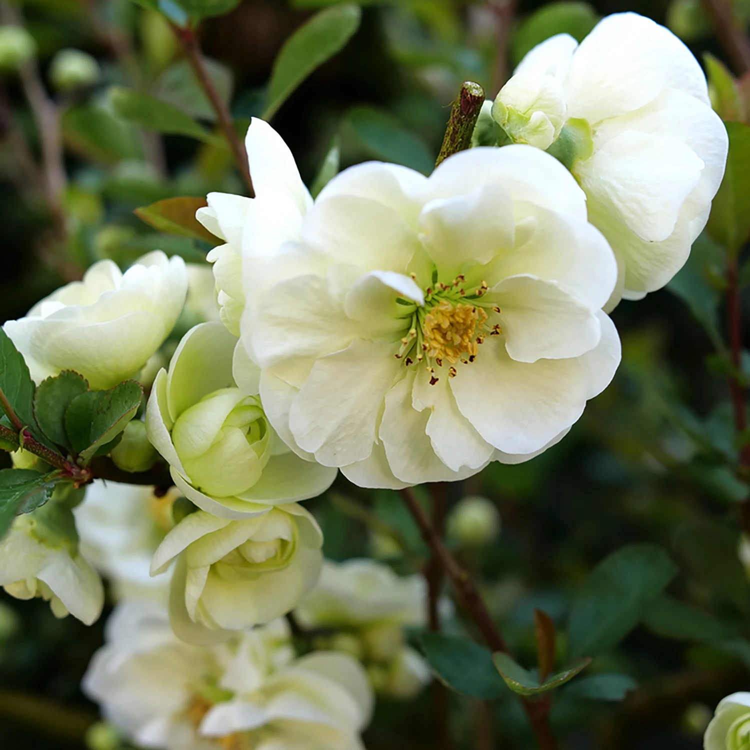 Double Take Eternal Whiteâ„¢ - Flowering Quince - Proven Winners - 4" Pot