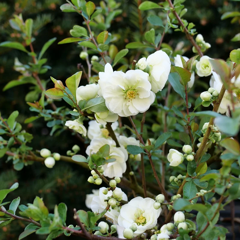 Double Take Eternal Whiteâ„¢ - Flowering Quince - Proven Winners - 4" Pot - Image 3
