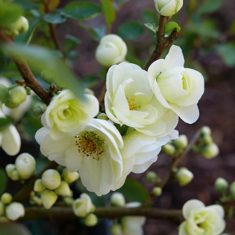 Double Take Eternal Whiteâ„¢ - Flowering Quince - Proven Winners - 4" Pot - Image 4