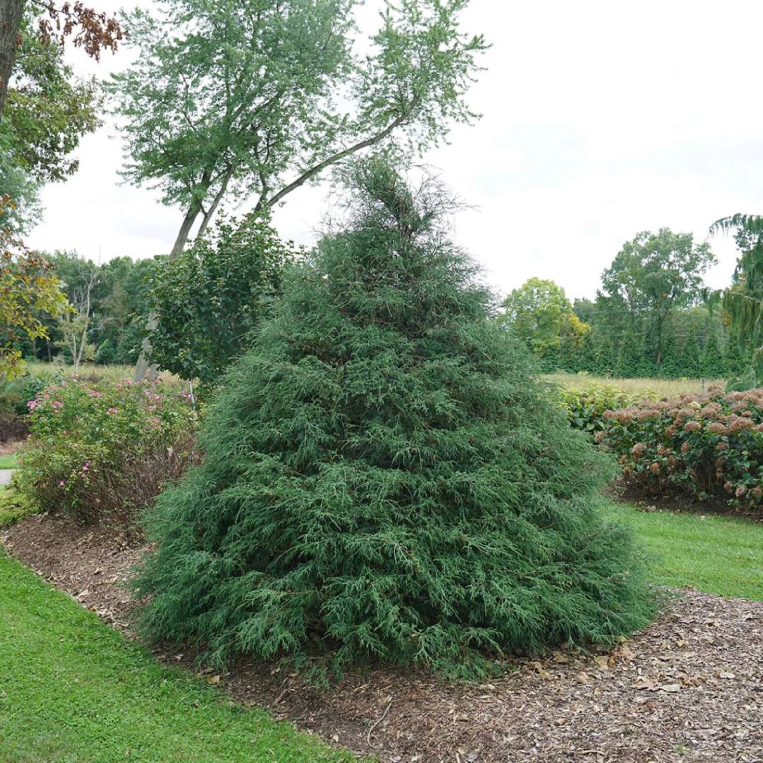 HAYWIREâ„¢ False Cypress - Chamaecyparis - Proven Winners - 4" Pot