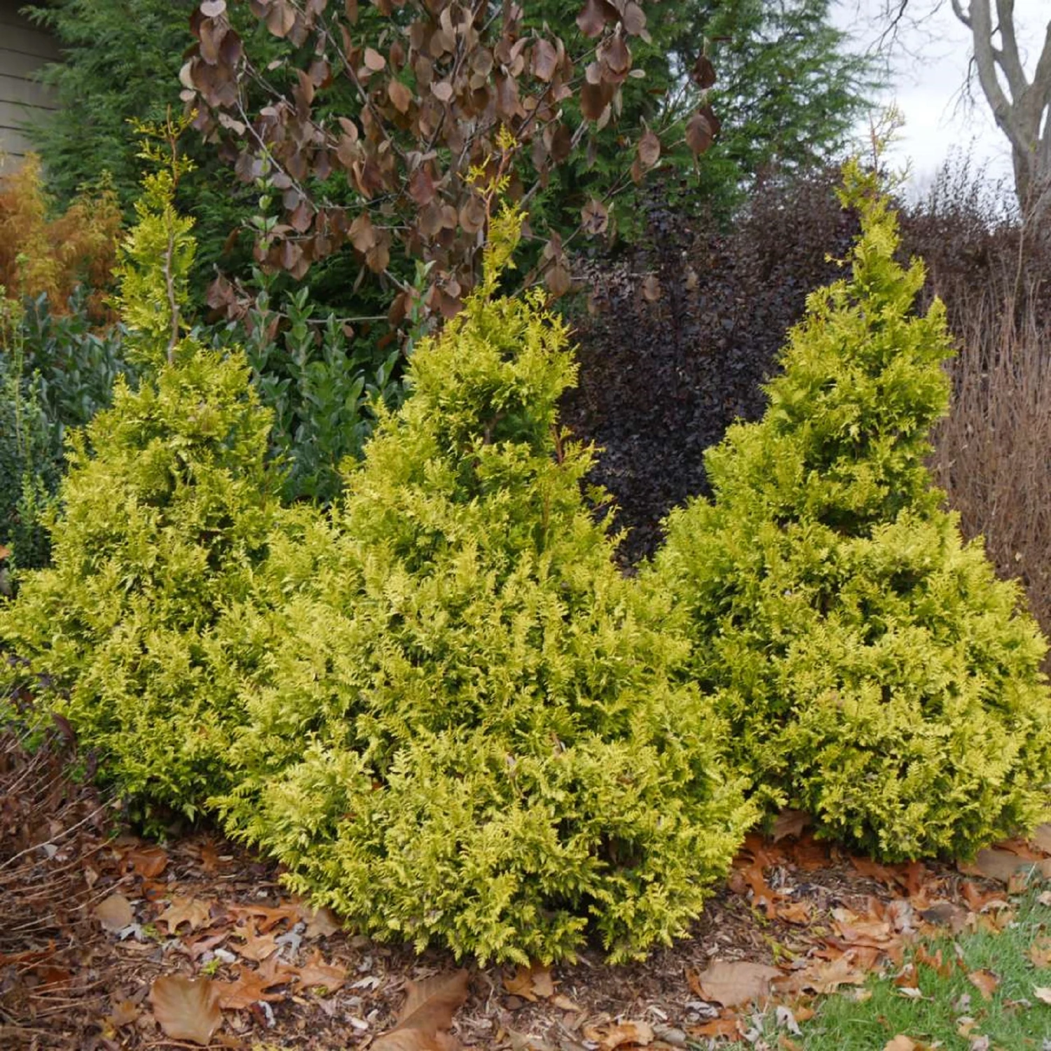 SOFT SERVE® Gold False Cypress - Chamaecyparis - 4" Pot - Proven Winners - Image 2
