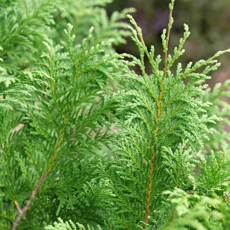 CEDAR RAPIDS™ False Cypress -Chamaecyparis Pisifera - Proven Winners - 4" Pot - Image 2