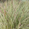 Chameleon Little Bluestem Grass - Schizachyrium Scoparium - Gallon Pot