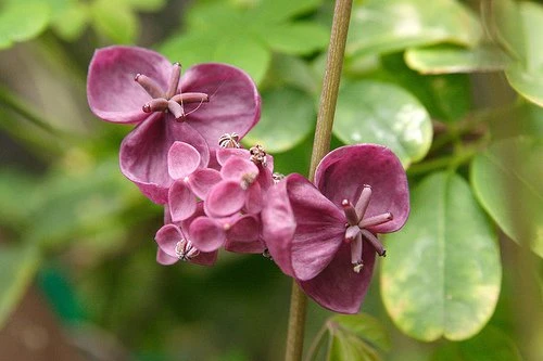 Chocolate Vine Perennial - Akebia Quinata - 2.5" Pot - Image 2
