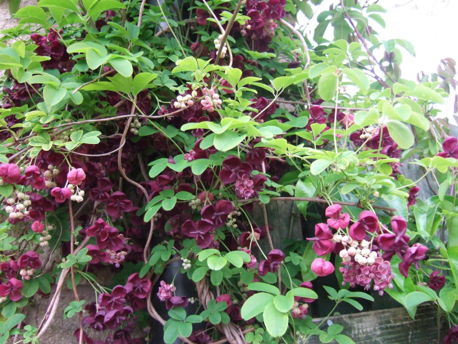 Chocolate Vine Perennial - Akebia Quinata - 2.5" Pot