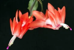 Orange Christmas Cactus Plant - Zygocactus - 6" Pot