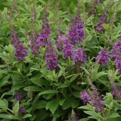 Chrysalis™ Blue Butterfly Bush - Buddleia - Compact - Gallon Pot